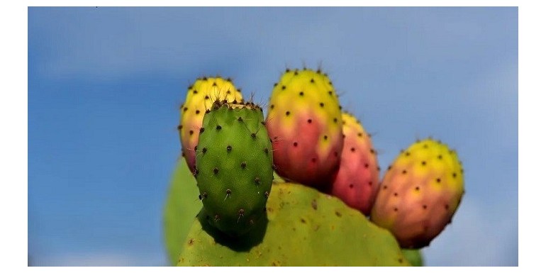 Prickly pear